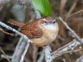 Carolina Wren - Goose Island SP--Big Tree/Lamar Beach rd area, Aransas, Jan 29, 2023