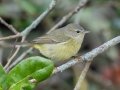 Orange-crowned Warbler - Goose Island SP--Big Tree/Lamar Beach rd area, Aransas, Jan 29, 2023