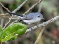 Blue-gray Gnatcatcher - Goose Island SP--Big Tree/Lamar Beach rd area, Aransas, Jan 29, 2023