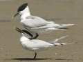 Sandwich Terns - Bolivar Peninsula