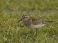 Baird's Sandpiper - Superior Turf Farm, San Benito