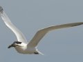Sandwich Tern - Bolivar Peninsula