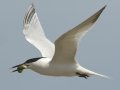 Sandwich Tern - Bolivar Peninsula