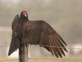 Turkey Vulture - Goose Island SP--Big Tree/Lamar Beach rd area, Aransas, Jan 29, 2023