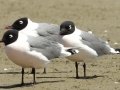 Franklin's Gull - South Padre Island