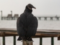Black Vulture - Goose Island SP--Big Tree/Lamar Beach rd area, Aransas, Jan 29, 2023