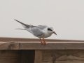 Forster's Tern - Goose Island SP--Big Tree/Lamar Beach rd area, Aransas, Jan 29, 2023