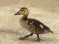 Mottled Duck - South Padre Island