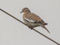 White-winged Dove - Goose Island SP--Big Tree/Lamar Beach rd area, Aransas, Jan 29, 2023