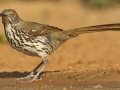 Long-billed Thrasher - Santa Clara Ranch, McCook