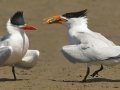 Royal Tern pair - South Padre Island