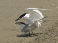 Sandwich Terns - Bolivar Peninsula