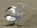 Sandwich Tern