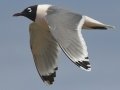 Franklin's Gull - South Padre Island