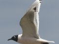 Franklin's Gull - South Padre Island