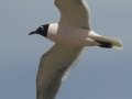 Franklin's Gull - South Padre Island