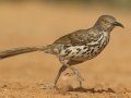 Long-billed Thrasher - Santa Clara Ranch, McCook