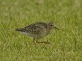 Buff-breasted Sandpiper - Superior Turf Farm, San Benito