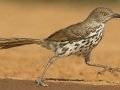 Long-billed Thrasher - Santa Clara Ranch, McCook