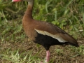 Black-bellied Whistling-Duck - South Padre Island