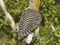 Golden-fronted Woodpecker - Santa Clara Ranch, McCook