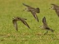 American Golden-Plovers - Superior Turf Farm, San Benito