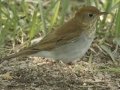 Veery - South Padre Island