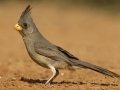 Pyrrhuloxia - Santa Clara Ranch, McCook
