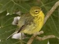Prairie Warbler female - South Padre Island