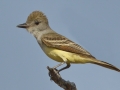 Brown-crested Flycatcher - Santa Clara Ranch, McCook