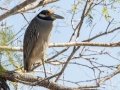 Yellow-crowned Night- Heron - Estero Llano Grande SP WBC (LTC 054), Hidalgo, Texas, , Jan 25, 2023