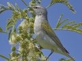 Tennessee Warbler - South Padre Island