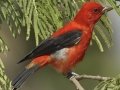 Summer Tanager - South Padre Island
