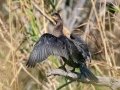 Neotropic Cormorant - Estero Llano Grande SP WBC (LTC 054), Hidalgo, Texas, , Jan 25, 2023