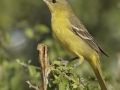 Orchard Oriole - South Padre Island