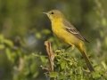 Orchard Oriole - South Padre Island