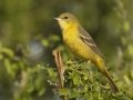 Orchard Oriole - South Padre Island