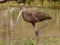 White-faced Ibis - Estero Llano Grande SP WBC (LTC 054), Hidalgo, Texas, , Jan 25, 2023