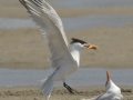 Royal Tern pair - South Padre Island