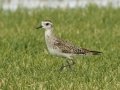 American Golden-Plover - Superior Turf Farm, San Benito