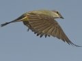 Western Kingbird - South Padre Island