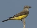 Western Kingbird - South Padre Island