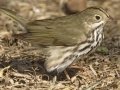 Ovenbird - South Padre Island