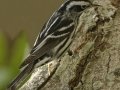 Black-and-white Warbler - South Padre Island