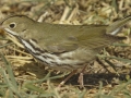 Ovenbird - South Padre Island