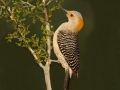 Golden-fronted Woodpecker - Estero Llano Grande State Park, Weslaco