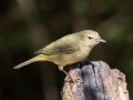 Orange-crowned Warbler - Estero Llano Grande SP WBC (LTC 054), Hidalgo, Texas, , Jan 25, 2023