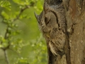 Eastern Screech-Owl - Estero Llano Grande State Park, Weslaco