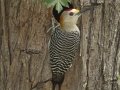 Golden-fronted Woodpecker - Estero Llano Grande State Park, Weslaco