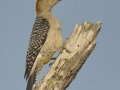 Golden-fronted Woodpecker - Santa Clara Ranch, McCook